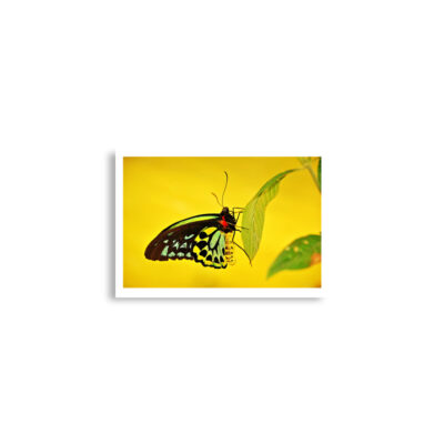 Poster print butterfly  0001 A2 (42×59.4 cm)