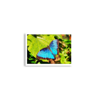 Poster print butterfly  0003 A2 (42×59.4 cm)