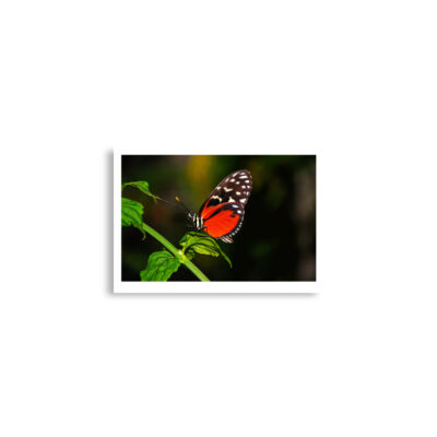 enhanced-matte-paper-poster-cm-a2-42x59.4-cm-front-68dafbe16b427.jpg Poster print butterfly 0002 A2 (42×59.4 cm)