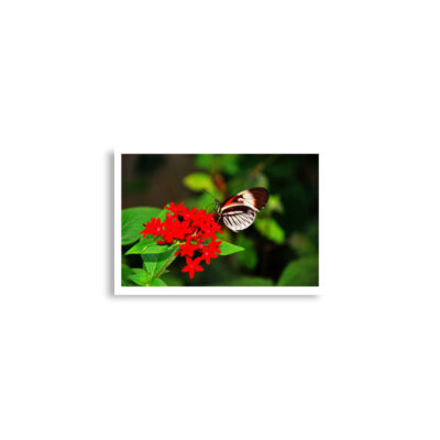 Poster print butterfly 0007 A2 (42×59.4 cm)