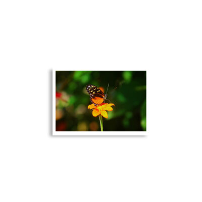 Poster print butterfly 0006 A2 (42×59.4 cm)
