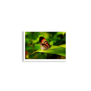 Poster print butterfly 0004 A2 (42×59.4 cm)
