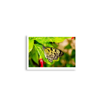 Poster print butterfly 0009 A2 (42×59.4 cm)