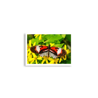 Poster print butterfly 0010 A2 (42×59.4 cm)