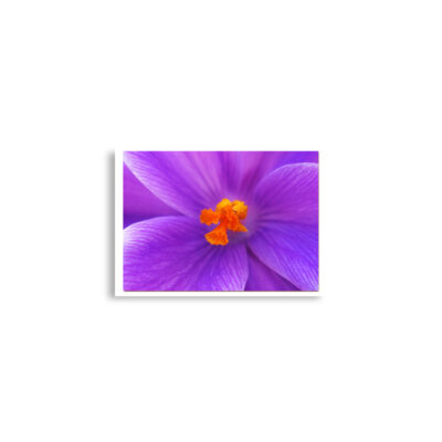 Poster print abstract flora  0001 A2 (42×59.4 cm)