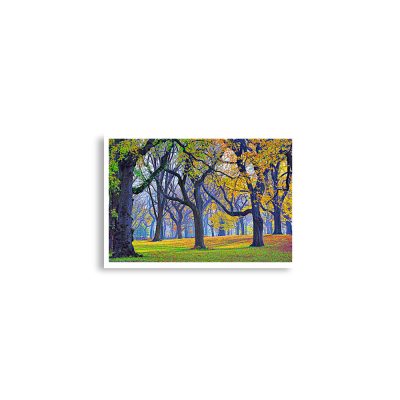 enhanced-matte-paper-poster-cm-a2-42x59.4-cm-front-68dc18b3c88e1.jpg Poster print usa new york city central park foliage 0003x A2 (42×59.4 cm)