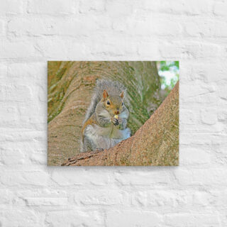 Canvas squirrel 0002 16″×20″