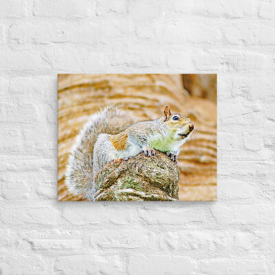 Canvas squirrel 0001 16″×20″