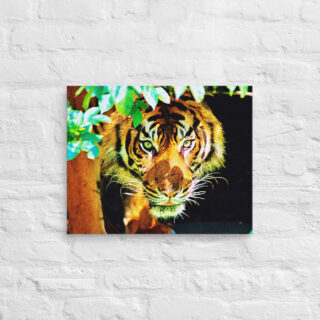 canvas-in-16x20-front-68ed61ac9df7b.jpg Canvas Bengal tiger 0001 16″×20″