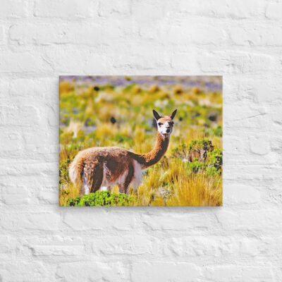 Canvas Vicuna 0004 16″×20″