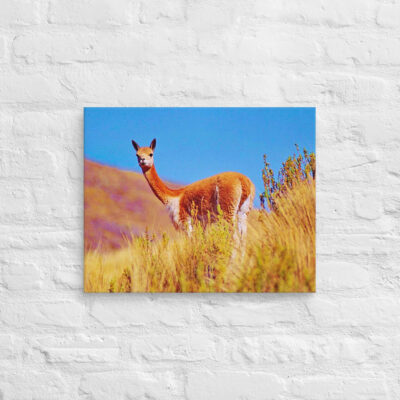 canvas-in-16x20-front-68ed63ea3cf07.jpg Canvas Vicuna 0003 16″×20″