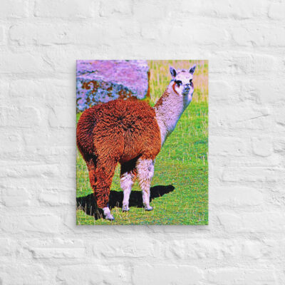 canvas-in-16x20-front-68ed67d24e790.jpg Canvas alpaca 0004 16″×20″
