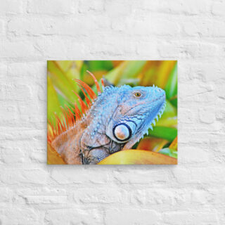 canvas-in-16x20-front-68ed6bc06d812.jpg Canvas egona 0004 16″×20″