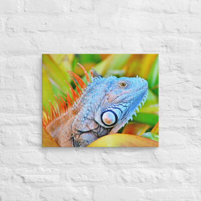 canvas-in-16x20-front-68ed6bc06d812.jpg Canvas egona 0004 16″×20″