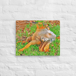 canvas-in-16x20-front-68ed6e6d9e7bc.jpg Canvas egona 0003 16″×20″