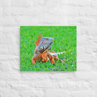 canvas-in-16x20-front-68ed76910f508.jpg Canvas egona 0001 16″×20″