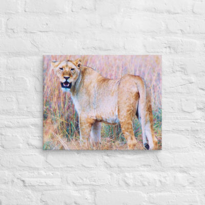 Canvas lion 0001 16″×20″