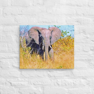 canvas-in-16x20-front-68ed97ebafdb1.jpg Canvas elephant 0002 16″×20″