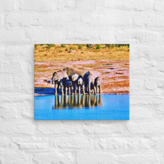 canvas-in-16x20-front-68ed98d5ea80d.jpg Canvas elephant 0001 16″×20″