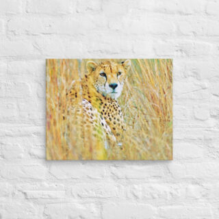 canvas-in-16x20-front-68ed9b2477b97.jpg Canvas cheetah 0003 16″×20″