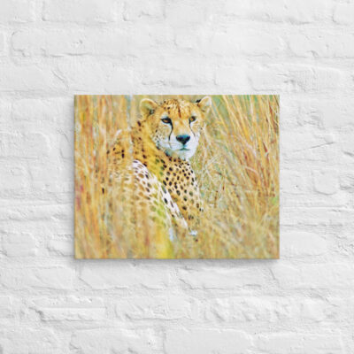 canvas-in-16x20-front-68ed9b2477b97.jpg Canvas cheetah 0003 16″×20″