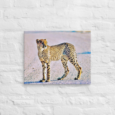 canvas-in-16x20-front-68ed9c00a7a47.jpg Canvas cheetah 0002 16″×20″