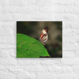 canvas-in-16x20-front-68ed9de36d205.jpg Canvas butterfly 0010 16″×20″