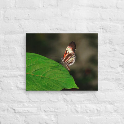 canvas-in-16x20-front-68ed9de36d205.jpg Canvas butterfly 0010 16″×20″