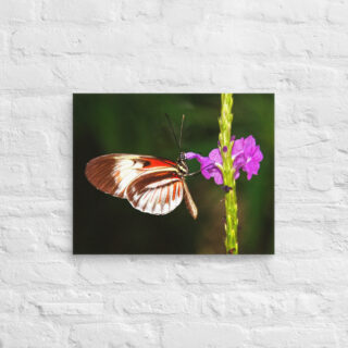 canvas-in-16x20-front-68ed9ece8b35c.jpg Canvas butterfly 0009 16″×20″