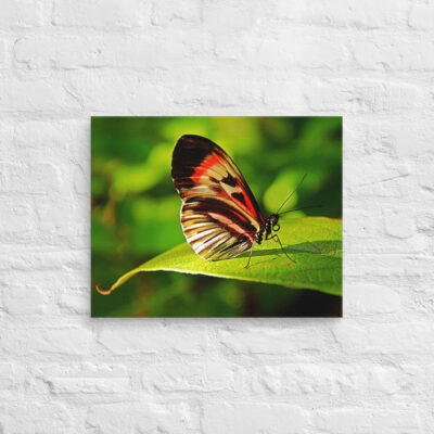 canvas-in-16x20-front-68ed9fa967ff4.jpg Canvas butterfly 0008 16″×20″