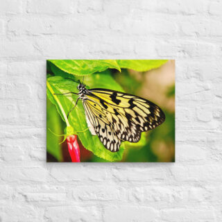 canvas-in-16x20-front-68eda238ccf86.jpg Canvas butterfly 0006 16″×20″