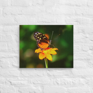 canvas-in-16x20-front-68eda3cb3e145.jpg Canvas butterfly 0005 16″×20″