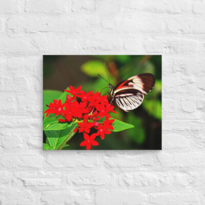 canvas-in-16x20-front-68eda56b332e3.jpg Canvas butterfly 0004 16″×20″