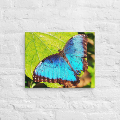 canvas-in-16x20-front-68edb01d5019d.jpg Canvas butterfly 0003 16″×20″