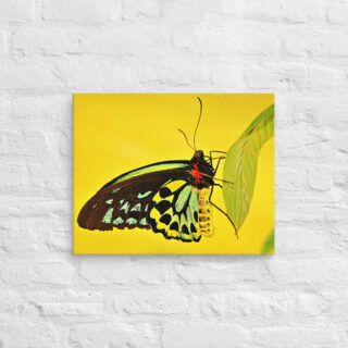 canvas-in-16x20-front-68edb2ff0f777.jpg Canvas butterfly 0001 16″×20″