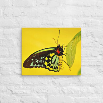 canvas-in-16x20-front-68edb2ff0f777.jpg Canvas butterfly 0001 16″×20″
