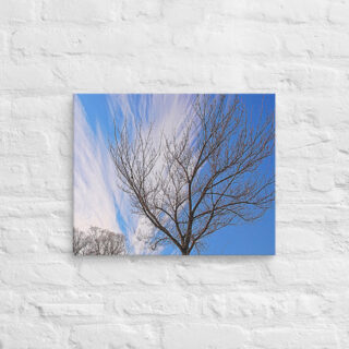canvas-in-16x20-front-68ef122d49501.jpg Canvas Us Washington Dc Foliage 0001 16″×20″