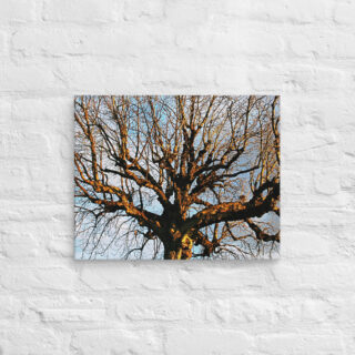 canvas-in-16x20-front-68f00ddfb4a0e.jpg Canvas French Paris Foliage 001 16″×20″