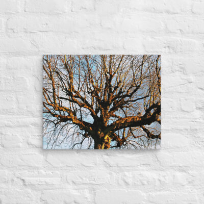 canvas-in-16x20-front-68f00ddfb4a0e.jpg Canvas French Paris Foliage 001 16″×20″