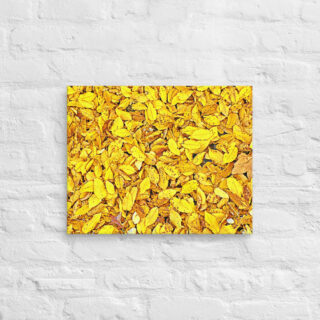 canvas-in-16x20-front-68f5237867cc2.jpg Canvas us Foliage 0001 16″×20″