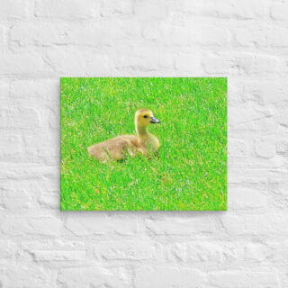 canvas-in-16x20-front-68ffda85b6473.jpg Canvas birds of the world Canada Goose 0001 16″×20″