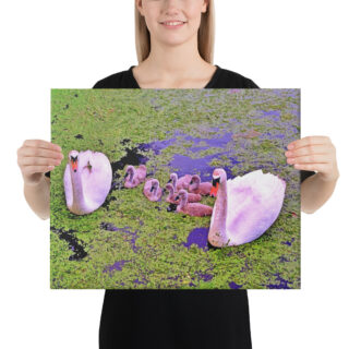 canvas-in-16x20-person-68eafb6841183.jpg Canvas birds of the world Swans 0001 16″×20″