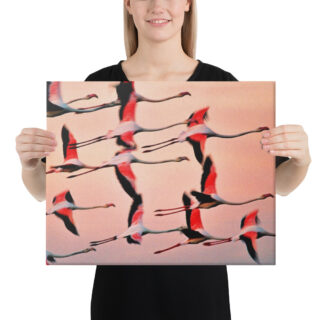 canvas-in-16x20-person-68eafd205000b.jpg Canvas birds of the world Flamingo 0001 16″×20″