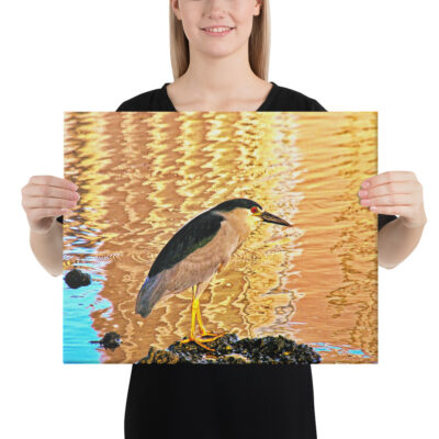 canvas-in-16x20-person-68eafdd235e6a.jpg Canvas birds of the world crowned Night-Heron 0002 16″×20″