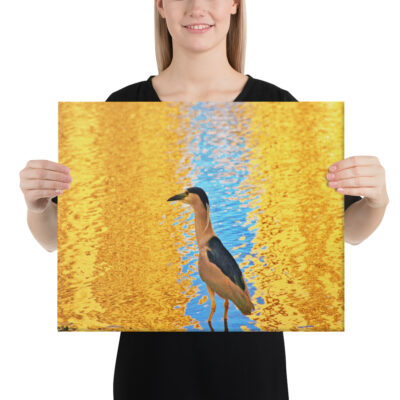 canvas-in-16x20-person-68eafe7c58a23.jpg Canvas birds of the world crowned Night-Heron 0001 16″×20″