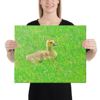 canvas-in-16x20-person-68eaff2975fbe.jpg Canvas birds of the world Canada Goose 0001 16″×20″