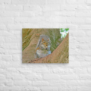 canvas-in-18x24-front-68ed5d1fe434b.jpg Canvas squirrel 0002 18″×24″