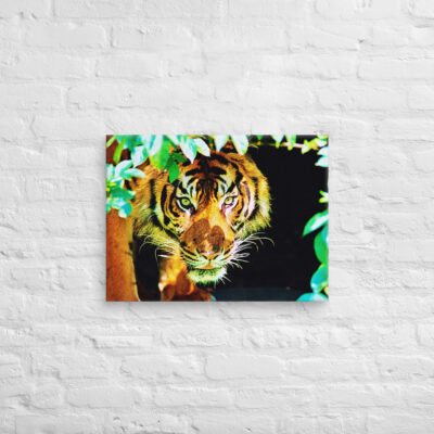 Canvas Bengal tiger 0001 18″×24″