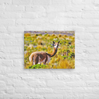canvas-in-18x24-front-68ed627cbf209.jpg Canvas Vicuna 0004 18″×24″