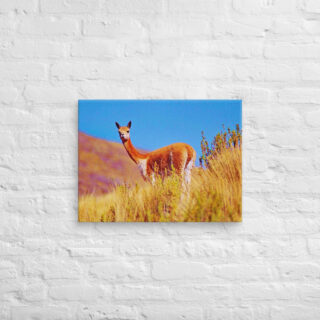 Canvas Vicuna 0003 24″×36″